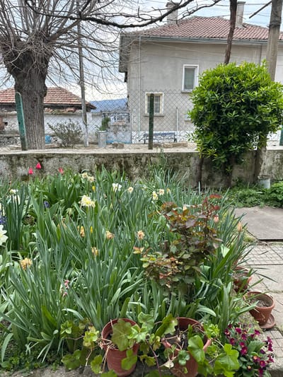 The image depicts an outdoor garden scene located in Karnalovo, Bulgaria. The foreground is dominated by a dense arrangement of green foliage from various plants, primarily long-bladed leaves characteristic of bulb flowers. Numerous white and yellow daffodils are in bloom throughout the garden bed, alongside several reddish-pink tulip buds and scattered purple hyacinths. Along the lower right edge, multiple terracotta pots contain green-leafed plants, including what appears to be geraniums, and a smaller bush with reddish-brown leaves.
A weathered concrete wall runs horizontally across the middle ground, separating the garden from an adjacent property. Above this wall, a chain-link fence is visible, supported by green-painted metal posts. Beyond the fence, a two-story residential building with a light gray stucco exterior and a red tile roof stands. It features two rectangular windows with white frames. To the left of this house, a large, leafless deciduous tree with thick, gnarled branches occupies a significant portion of the frame. A utility pole is situated near the tree. To the right of the house, a dense, spherical evergreen bush with bright green leaves is prominent. In the distant background, rolling hills or mountains are visible under an overcast sky. No people are present in the scene.