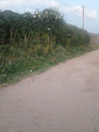 A road runs diagonally across the image, occupying the right half. The surface is light brown, likely dirt or gravel. Dense green foliage fills the left half, transitioning to a grassy area along the road's edge. A utility pole extends from the upper left corner, appearing somewhat blurred. The sky is visible in the far upper left, a pale blue hue. The image has a slightly tilted perspective.