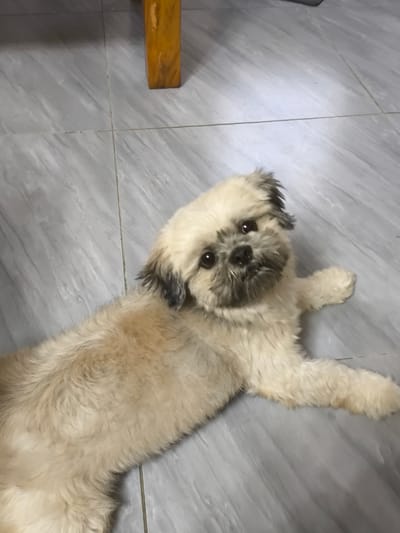 A small, light-colored dog with dark ears and a shaggy coat lies on a light gray tiled floor. The dog is positioned on its side, facing towards the camera with its head tilted. Its eyes are dark and round, and its snout is dark and furry. The dog's paws are visible, with one front paw extended forward. The tiled floor has a subtle pattern of darker gray lines. In the upper left corner of the image, the lower portion of a wooden table leg is visible, suggesting the dog is indoors. The lighting appears to be indoor ambient light, with no indication of the time of day or weather. The dog's pose and head tilt suggest a relaxed or curious demeanor. No text is visible in the image. The location context is Imus, Philippines.