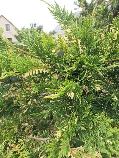 The image shows a close-up of a coniferous tree, likely a cypress or juniper, with dense, green, scale-like foliage. Some of the foliage is lighter, appearing yellowish or a paler green, possibly indicating new growth or a variation in the plant. Two small, dark, berry-like cones are visible on a branch in the foreground. The background is blurred, but suggests a residential setting. A portion of a house with a light-colored facade and a dark-windowed upper story is visible to the left. The sky is overcast. The image is taken from a slightly elevated perspective, looking down into the branches of the tree. The scene is set outdoors, in a temperate climate, and does not depict any people or specific actions. The location is identified as Annagry West, Ireland.