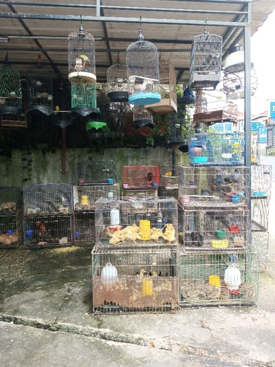This image captures a live animal market stall situated in Taohom, Laos, under a corrugated metal roof structure. The scene presents a crowded arrangement of numerous animal cages against a weathered, moss-covered concrete wall and on a cracked concrete ground surface.
Suspended from the roof beams are approximately twelve bird cages of varying designs, including cylindrical wire cages with ornate bases (some green, black, or natural wood, one with a light blue plastic base) and rectangular wooden cages. These hanging cages contain small, colorful passerine birds.
On the ground, multiple tiers of rectangular wire cages are stacked. These cages house a variety of fowl. Several cages prominently display yellow ducklings, each equipped with yellow and white plastic feeders and water dispensers. Other ground-level cages contain smaller chicks or quails, a rooster, and larger dark-feathered birds, likely pigeons or doves. Food and water dishes are visible within most ground cages. One cage bottom exhibits significant rust and accumulated detritus. A small, brown bird is observed on the concrete ground in the foreground.
In the background, beyond the market stall, a street or road is visible with utility poles and distant buildings, indicating an urban or semi-urban setting. The overall environment appears functional and utilitarian, designed for animal display and sale.