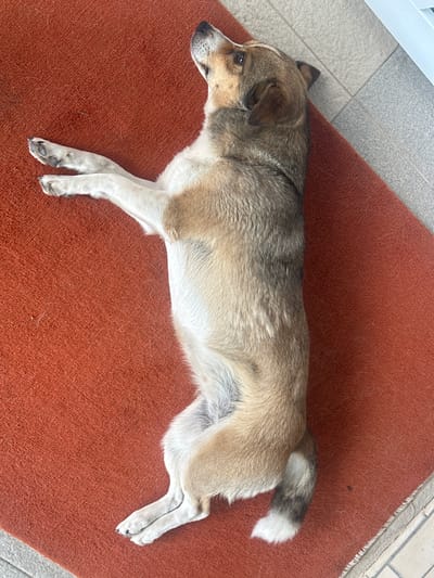 A medium-sized dog with tan, white, and gray fur is lying on a rust-colored mat. The dog is positioned on its side, facing left, with its head slightly turned towards the camera. Its eyes are open, and its ears are perked up. The dog's front legs are stretched out in front of it, and its hind legs are bent. The tail is fluffy and curled upwards, with white at the tip.
The mat is placed on a tiled floor, with a portion of a white ledge visible in the upper left corner of the image. The lighting suggests it is daytime, possibly outdoors, given the natural light. The dog appears relaxed and alert. There is no visible text in the image. The scene depicts a peaceful moment with the dog resting.