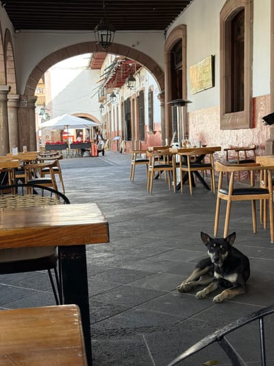 The photo shows an outdoor courtyard with tables and chairs, extending through an arched doorway. A black and brown dog sits on the tiled floor near some chairs. The courtyard appears to be within a building, with windows and architectural details visible along its length. The perspective is slightly rotated, giving a tilted view of the scene. The lighting is bright, suggesting a daytime setting.