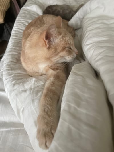 A light orange cat is sleeping in a white blanket. The cat is curled up, with its head resting on its paws. The blanket is soft and appears to be made of cotton. The cat's fur is short and smooth. The background is out of focus, but it appears to be a bedroom.