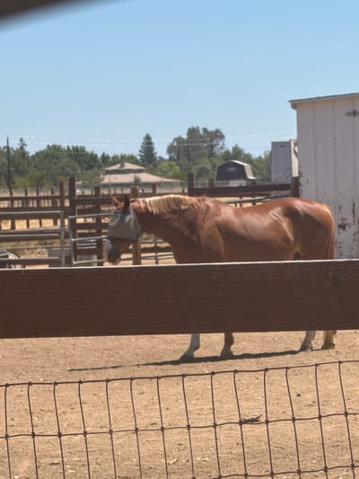In Rio Linda, California, a brown horse stands in a fenced enclosure on a sunny day. The horse is facing left, wearing a grey fly mask over its head. In the background, a white building is visible, along with wooden fences and trees. The ground of the enclosure appears to be dirt or sand. A wooden fence and wire mesh are in the foreground, partially obscuring the view of the horse and its surroundings.