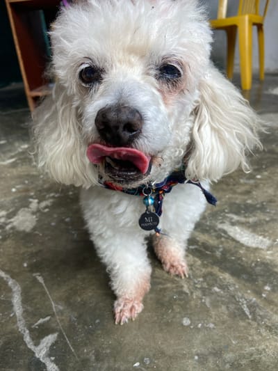 A white poodle with its tongue sticking out sits on a wet concrete floor. The dog is wearing a colorful bandana and a tag that reads "MI PERFECTO". The background is blurred, showing a yellow chair and a wooden shelf. The scene appears to be outdoors, possibly in the city of San José de Barlovento, Venezuela. The lighting is natural, suggesting it is daytime.