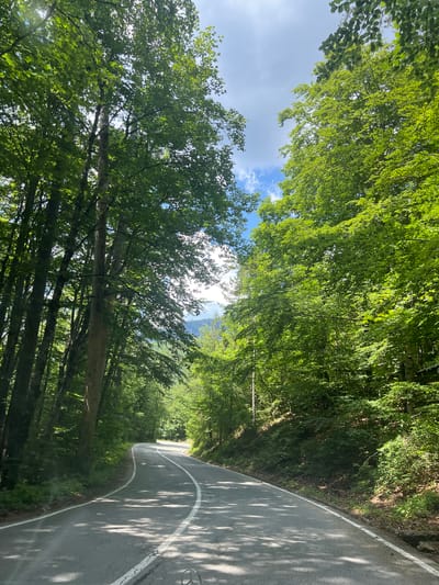 A winding asphalt road is bordered by dense green forest on either side. The road has white dividing lines. Sunlight filters through the leaves of the trees, casting shadows on the pavement. In the distance, mountains are visible under a partly cloudy sky. The scene appears to be in the city of Crna Poda, Montenegro.