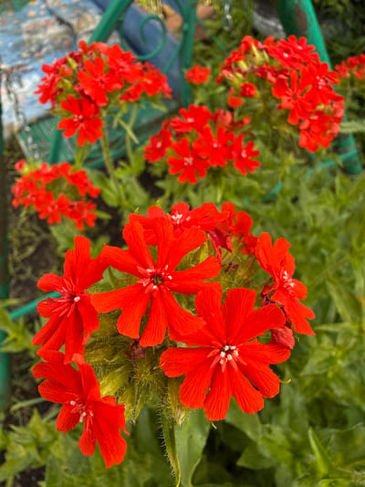 In an outdoor setting with green foliage and a blurred background featuring a blue and floral-patterned surface and a green metal structure, a cluster of bright red flowers is in sharp focus. The flowers have five petals each, with some petals appearing notched or slightly torn. The centers of the flowers reveal delicate white stamens and pistils. The stems and calyxes of the flowers are covered in fine, light-colored hairs, giving them a slightly fuzzy appearance. The image appears to be taken at ground level, looking up at the blooms. The scene is devoid of any human presence or specific landmarks that would indicate a precise location within Большой Турыш, Russia.