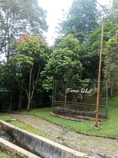 The scene depicts a section of a park or botanical garden, identified as a "Taman Obat" (Medicinal Garden) by signage in Indonesian, located in the city of Kanand, India.
A stone-paved pathway, partially overgrown with moss and grass, traverses from the foreground towards the background, curving slightly to the left. Along the left edge of the pathway, a concrete channel containing a small amount of water extends into the distance. The right side of the pathway features a sloping grassy area.
In the mid-ground on the right, a green metal lattice structure stands, displaying the words "Taman Obat" in white, ornate script. Below this main text, within the structure, are rows of dark, round objects resembling stones or seeds. Immediately to the right of this structure is a tall, slender, light-brown pole, likely a lamppost. On the far left, partially obscured, a smaller dark green rectangular sign on a pole reads "KOLEKSI TAMAN OBAT."
The background and upper portions of the image are dominated by dense, lush green foliage from numerous trees. Some trees exhibit lighter green leaves, while one prominent tree in the mid-left has distinctive reddish-brown new growth among its green leaves. The sky is overcast, providing diffuse, bright illumination. No people are visible.