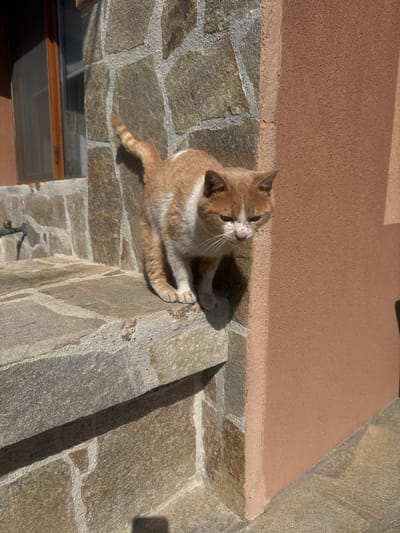In Kanchevo, Bulgaria, an adult domestic cat with orange and white fur stands on a sunlit, stone-slabbed ledge. The cat's fur appears disheveled in areas, and its face exhibits dark spots around the nose and mouth. Its head is lowered, and it is looking downwards. Its tail is curved upwards. To the left of the cat, a wall constructed from irregular grey stone blocks is visible, featuring a window with a wooden frame and a small, brass-colored faucet mounted to the stone. To the right of the cat, a vertical section of a plain, reddish-brown textured wall or pillar is present. Strong sunlight from the upper right casts defined shadows of the cat and adjacent structures onto the stone surfaces.