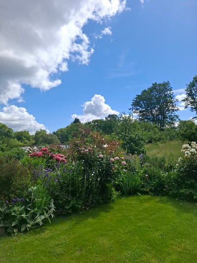 This is a medium-shot, eye-level, outdoor, daytime photograph of a vibrant garden on a sunny day with scattered clouds. The garden features a lush green lawn in the foreground, a dense flower bed in the mid-ground, and a line of trees and a hill in the background. The flower bed is abundant with various types of flowers, including pink roses, white roses, and smaller purple and blue flowers. There are also various green plants and foliage throughout the flower bed. The background consists of a gentle, tree-covered hill under a bright blue sky dotted with fluffy white clouds. The image appears to be taken in Middleton Tyas, United Kingdom. There are no people or animals visible in the image.