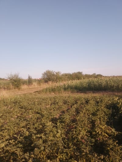 The image depicts a rural landscape under a clear sky. In the foreground, a field of green vegetation, possibly crops, is visible. The middle ground features a path winding through dry grass and more vegetation, leading towards a distant row of corn plants. Further in the background, trees and some hints of structures, likely houses with red roofs, are scattered across the horizon. The scene suggests a serene, natural environment in the countryside of Rus'ka Dolina, Ukraine.