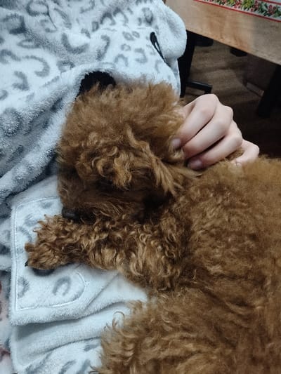 In Villa di Gemmano, Italy, a domestic scene depicts a small, reddish-brown curly-haired dog, resembling a poodle, sleeping. The dog lies on a light grey, fuzzy blanket with a subtle leopard print pattern. A fair-skinned human hand is visible, gently resting on the dog's back fur. The dog's head is tucked into the blanket, and its front paws, featuring dark claws, are visible on the left. In the background, a wooden table with a beige tablecloth adorned with a floral pattern of red, green, and white is partially visible, along with dark furniture legs underneath. The environment is indoors.