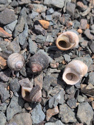 The image is a close-up, overhead shot of five empty snail shells scattered on a bed of dark grey and brown gravel. The shells are of varying sizes and colors, ranging from pale beige to dark brown and grey. Some of the shells are intact, while others are broken. The gravel is composed of small, angular stones. The lighting suggests the image was taken outdoors in daylight. The location is described as West Isles Parish, Canada, which implies a coastal or island environment where such shells and gravel would be found. There are no people or animals visible in the image, and no actions or interactions are depicted.