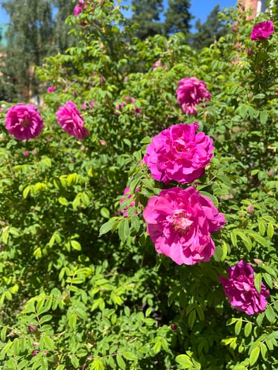 A medium shot captures a bush with bright pink roses and green leaves under a clear blue sky. The bush is the primary subject, with several roses in various stages of bloom. Two large, fully opened roses are in the foreground, their petals a vibrant fuchsia. Behind them, more roses and buds are scattered throughout the leafy branches. The background is softly blurred, showing hints of trees and a building, suggesting an outdoor urban setting. The lighting indicates a sunny day. The location is identified as Lebyazhye, Russia. There are no people or animals visible in the image.