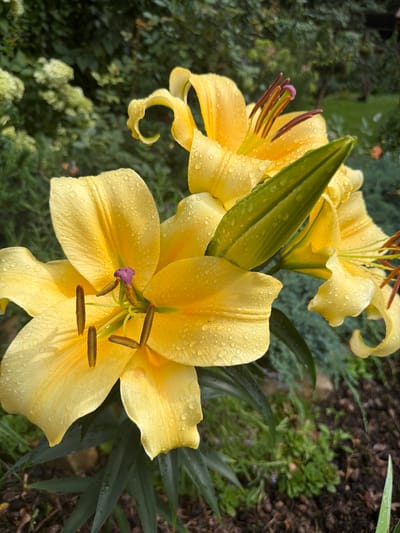 The image is a close-up, eye-level shot of several bright yellow lilies with water droplets on their petals, indicating recent rain or watering. The flowers are in focus, with their stamens and pistils clearly visible, some showing a purple hue. The background is a soft blur of green foliage, suggesting a garden setting. There are no people visible in the image. The lighting is natural, likely overcast or diffused sunlight, which enhances the detail of the water droplets. The scene appears to be outdoors in a lush garden environment. There is no information in the image to suggest a specific location within the city of Луч Дск, Russia.