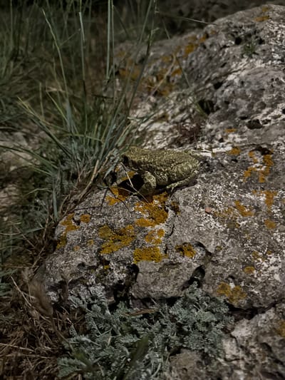 A green toad with a warty texture is positioned on a grey rock with patches of yellow lichen. The toad is facing right. Surrounding the rock are green grasses and dried vegetation. The scene appears to be in a natural, outdoor environment, possibly near the cliffs or coastline of Tyulenovo, Bulgaria. The lighting suggests it may be dusk or night.