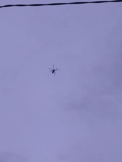 A single, dark spider is silhouetted against a light purple background, positioned slightly to the left of the image's center. The spider appears to be on a surface, possibly a window or a wall, and its legs are splayed outwards. Above the spider, a thin, dark horizontal line, likely a wire, stretches across the upper portion of the frame. The background is mostly uniform with a subtle texture, and several small, dark specks are scattered throughout the scene, which could be dust or debris. The lighting suggests an overcast sky or an indoor environment. There is no information about the city of Panteraya, Indonesia in the image itself.