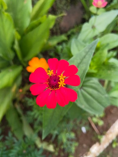 A vibrant red Zinnia flower dominates the foreground, showcasing its yellow stamens and dark burgundy center. The flower is surrounded by lush green foliage, which creates a contrasting background. An out-of-focus orange flower appears on the left, while a blurred pink flower sits at the top right. The composition captures the flower in its natural environment, highlighting its bright colors and intricate details.