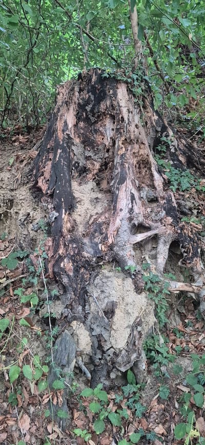 The image shows a large, weathered tree stump in a wooded area, likely on a slope. The stump is extensively decayed, with dark, charred-looking sections contrasting with lighter, rough-textured wood. Numerous holes and cavities are visible in the stump, indicating insect activity or rot. Exposed roots are intertwined with the surrounding soil and debris. Green ivy and other small plants are growing on and around the stump, as well as on the ground, which is covered in dry leaves and soil. The background consists of dense green foliage and tree trunks, suggesting a natural, untamed environment. There are no people or animals visible in the image. The scene appears to be located in a forest or a densely vegetated park area. The context of Sargans, Switzerland, is not visually apparent from the image itself.