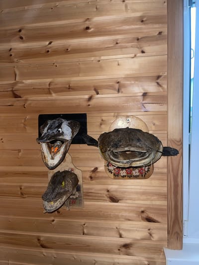 Three taxidermied fish heads are mounted on a wood-paneled wall. The largest fish head, a catfish, is centrally located, mounted on a circular wooden plaque decorated with a floral pattern. To the left and slightly above the catfish is a large pike head, open-mouthed, with its teeth visible. Below the pike head and to the left is a smaller fish head, also open-mouthed and with visible teeth. The wall appears to be made of horizontal wooden planks. A vertical wooden trim piece is visible on the right side of the image, adjacent to a white door frame and window. The scene is indoors. The image was taken in Krasnoye, Russia.