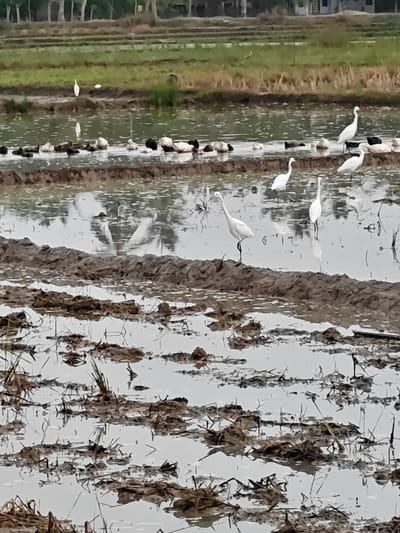 The image depicts a muddy rice paddy field in Blangneubok, Indonesia. Several white egrets are wading in the shallow water and standing on the muddy banks. Some black and white ducks are also visible in the background. The field appears to have been recently plowed, with rows of dark mud interspersed with water. Vegetation, likely rice stalks, is scattered across the muddy areas. In the far background, a line of trees and buildings can be seen, suggesting the proximity of a village or town. The overall scene is one of a rural agricultural landscape.