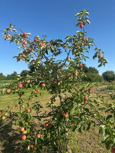 A young apple tree with numerous red apples is pictured in a grassy area under a clear blue sky. The tree is relatively small and appears to be in a rural or suburban setting. The ground is covered with dry grass and some patches of greener vegetation. In the background, there are trees and a hint of a building or structures. The lighting suggests it is a sunny day. This scene is located in the village of Turovo, Lotoshinsky District, Russia.