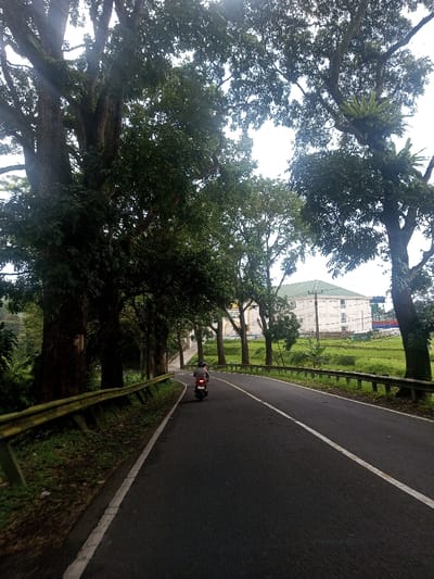The image depicts an asphalt road curving slightly right, framed by dense green foliage and large trees. A single individual on a dark-colored scooter-style motorcycle, wearing a grey shirt and dark head covering, drives away from the viewer in the left lane. A solid white line marks the left shoulder, and a dashed white line indicates the center of the road. A yellow metal guardrail runs along the left roadside. Beyond the guardrail on the right, a vibrant green field, possibly a rice paddy, is visible. In the middle ground on the right, a multi-story white building with a distinctive green sloped roof stands. The sky above is overcast. This scene is located in the city of Niz Lakuk, India.