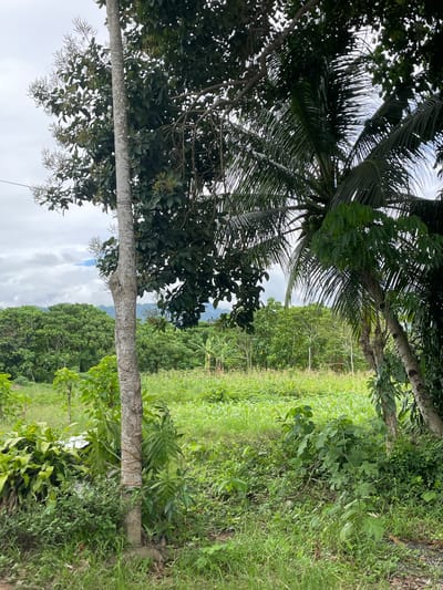 The image depicts a rural scene in Hijo, Philippines. The foreground features a variety of vegetation, including trees with dense foliage and a coconut palm. A grassy field and other plant life fill the midground. In the background, there are more trees and the sky. The sky is overcast.