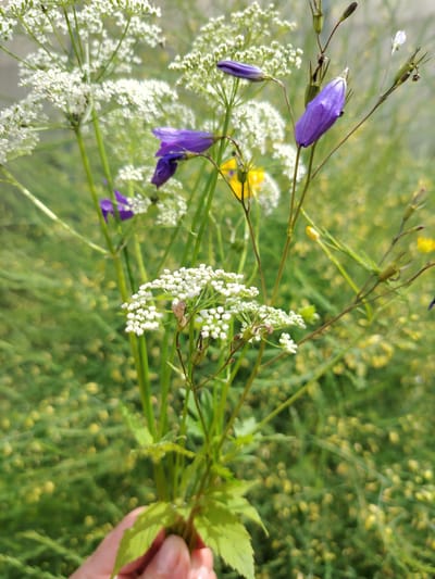 In Vladimirovka, Russia, a close-up shot captures a bouquet of wildflowers held by a person's hand. The bouquet features delicate white flowers with intricate clusters, vibrant purple bell-shaped flowers, and hints of yellow blooms in the background. The foliage is a lush green, with tall stalks and feathery leaves. The background is softly blurred, suggesting a natural, outdoor setting likely a meadow or garden. The lighting is bright, indicating daytime.