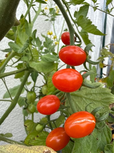 The image shows a close-up view of a tomato plant with several ripe red tomatoes growing on it. The tomatoes are small, likely cherry tomatoes, and some are oblong in shape. One tomato in the foreground has a visible crack on its surface. The plant has green leaves and stems, and there are also some small yellow flowers visible, indicating that the plant is actively producing fruit. The background is a textured, light-colored wall, possibly a building exterior. The overall impression is of a home-grown tomato plant, suggesting it might be in a garden, balcony, or a similar cultivated space. There are no people visible in the image, and no actions or interactions are depicted. The lighting suggests it is daytime. The image is a static scene of a plant with ripening fruit. The specific location in Wilhelmshaven, Germany, cannot be determined from the visual information alone.