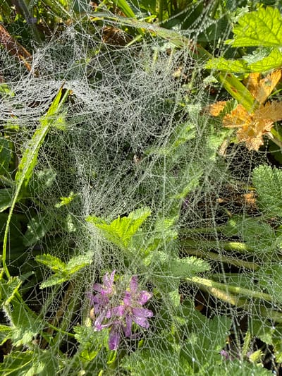 The scene, located in Mealhada, Portugal, depicts a dense spiderweb extensively covered in numerous small water droplets, consistent with morning dew. The web is interwoven between various types of green foliage, including broad leaves and slender grass-like blades. A cluster of small, bright purple-pink flowers, also adorned with dew, is visible in the lower-left portion of the image. Scattered among the vibrant green are several leaves exhibiting a yellowish or brownish hue, suggesting autumnal changes or different plant species. The lighting suggests natural daylight, possibly early morning, illuminating the dew-laden web and vegetation. No human subjects, animals (other than the implied spider creator of the web), or active interactions are present within the frame.