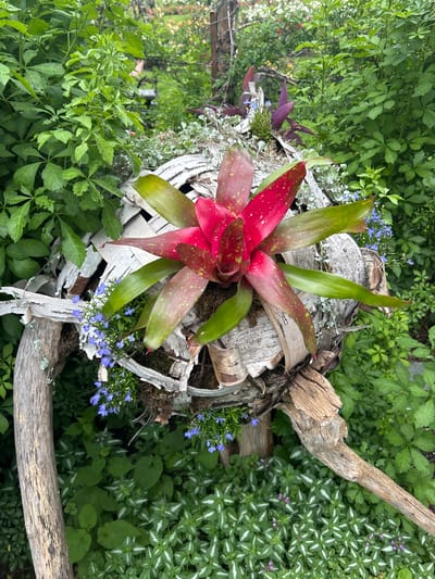 A close-up shot captures a vibrant bromeliad with bright pink and green leaves, speckled with light green spots. The bromeliad is nestled within a rustic arrangement of white birch bark and weathered branches, forming a unique planter. Small clusters of delicate blue flowers, possibly lobelia, add a touch of color to the base of the arrangement. The planter is situated outdoors, surrounded by lush green foliage. The background is filled with dense green leaves and plants, suggesting a garden setting. The scene appears to be in Mount Royal, Canada, given the specific location requested. The overall atmosphere is natural and botanical, with a focus on the central plant and its artistic display.