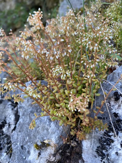 A cluster of small, succulent plants with green and reddish-brown leaves grows from a grey rocky surface. The plants have thin, reddish stems topped with clusters of tiny, unopened white flower buds. The background consists of out-of-focus greenery and more rocks. This scene is located in the municipality of Niška Banja, Serbia.