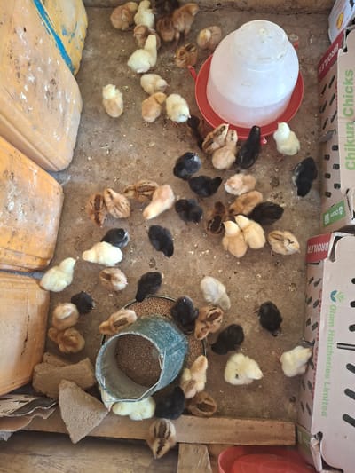 In Kundulun, Nigeria, a group of young chicks are gathered in a confined space, likely a brooder or coop. The scene is somewhat cluttered with a red plastic chick water dispenser prominently placed on the left, surrounded by a cluster of fluffy chicks of various colors – white, black, and light brown. Scattered throughout the concrete floor are more chicks, some pecking at feed from a green metal feeder. The chicks appear to be a few days old, judging by their size and downy feathers. The lighting suggests it could be daytime, possibly indoors or in a shaded outdoor area. Cardboard boxes with text are visible in the background, indicating a commercial or agricultural setting. One box has the text "Olam Hatcheries Limited" and "BROILER" printed on it, suggesting the chicks are being raised for meat production. The overall impression is one of a typical chick rearing environment.