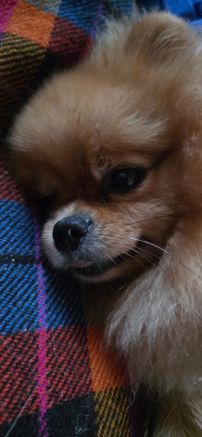 A close-up, vertical, eye-level shot shows a Pomeranian dog resting on a plaid blanket. The dog is primarily light brown with darker brown accents on its face. Its left eye is partially closed, and its mouth is slightly open, revealing a pink tongue. The background features a blanket with a pattern of blue, orange, red, and black squares. The scene appears to be indoors. No specific location in Zelenkino, Russia is indicated.