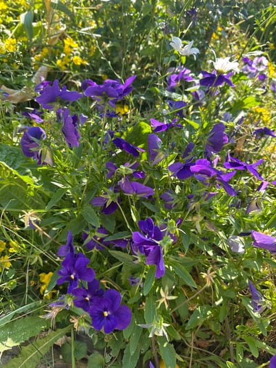 The image depicts a cluster of vibrant purple pansies and some yellow wildflowers in a garden setting. The flowers are in various stages of bloom, with some fully open and others still forming buds. Green foliage and stems create a lush backdrop for the colorful blossoms. In the upper portion of the image, two white flowers, possibly daisies, are visible amongst the purple and yellow blooms. The scene is bathed in natural sunlight, casting soft shadows on the flowers and leaves. The overall impression is one of a lively and well-tended garden. The location is specified as Борисово, Russia, suggesting this is an outdoor scene within that geographical area. No people or specific actions are depicted.