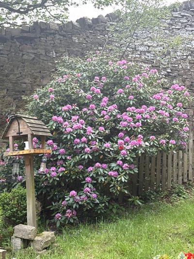 A wooden bird feeder with a cage and a hanging feeder is placed in front of a large, blooming rhododendron bush. The bush is growing against a stone wall and a wooden fence. The scene is located in Hayfield, United Kingdom. The green grass is short and the day is bright.