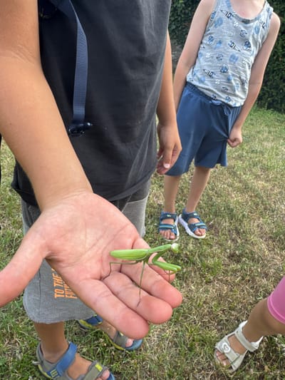 In Balerna, Switzerland, a close-up shot captures a person's hand holding a green praying mantis. The mantis, in focus, is positioned on the palm, with its forelegs extended. Behind the hand, another child is visible, wearing a dark t-shirt and grey shorts with orange text. To the right, a third child is seen wearing a grey tank top with a pattern and blue shorts, along with blue sandals. A fourth child's legs, wearing pink leggings and white sandals, are visible in the lower right corner. The background consists of green grass, suggesting an outdoor setting.