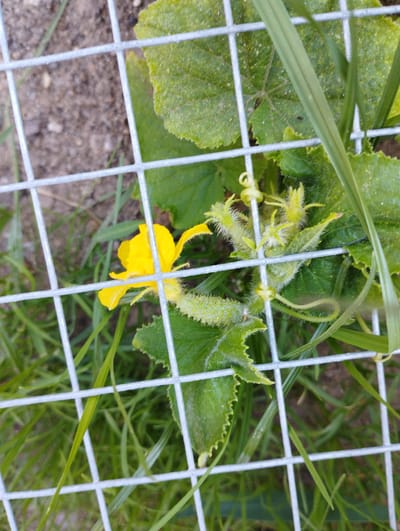 A close-up, outdoor, low-angle shot shows a young cucumber plant growing behind a metal wire fence. The plant has green, serrated leaves, fuzzy tendrils, and several small, developing cucumbers. A single bright yellow flower is visible. The background consists of soil and green grass. The location is identified as the city of Hospozín, Czechia.