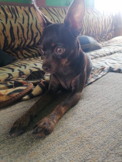 A small, dark brown dog with large ears is lying on a textured, light brown surface, possibly a carpet or sofa. The dog is facing to the left of the frame, with its head slightly tilted and its large, expressive eyes looking forward. Its front paws are extended in front of its body. Behind the dog, a patterned fabric with black and tan stripes, resembling a tiger print, is visible. Further in the background, a light source illuminates the scene, creating a bright glare and washing out some details of the striped fabric. The overall environment suggests an indoor setting, likely a domestic one. The image does not provide specific details about Novopokrovka, Russia, or any people.