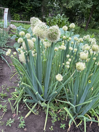 The image depicts a close-up view of a garden bed filled with blooming green onions. The onions are characterized by their tall, green stalks and spherical white flower heads, which are topped with spiky filaments. The garden bed itself is composed of dark soil, with some scattered weeds and small green plants growing between the onion stalks. In the background, there is a wooden fence and dense green foliage, suggesting an outdoor, rural setting. There are no people or animals visible in the image. The overall scene is one of a flourishing vegetable garden in what appears to be a natural environment. The location is identified as Ilpanur, Russia, a place which is not extensively documented online but is understood to be a settlement within Russia.