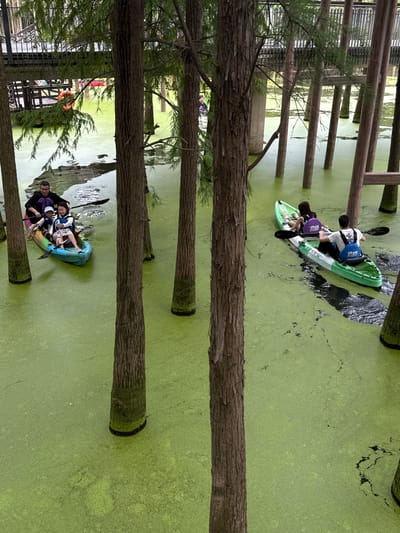 In Lin'an District, China, two kayaks navigate a body of water covered in a thick layer of bright green algae. The water is surrounded by numerous tall, slender trees with rough bark, their trunks emerging from the water. In the background, elevated wooden walkways and structures are visible, suggesting a park or recreational area.
On the left, a blue and teal kayak carries three people. An adult male sits at the back, paddling. In front of him, a woman smiles and waves, and a child wearing a blue life jacket sits between them. All three appear to be wearing life jackets.
To the right, a green and white kayak holds two individuals. A person in the front, facing away from the camera, is paddling. The person in the back, also facing away, wears a white t-shirt with blue lettering and a blue life jacket. Both appear to be wearing life jackets.
The overall scene depicts a serene, natural environment enhanced by man-made structures for recreation.