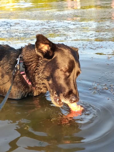 A medium shot captures a dark-colored dog partially submerged in murky, shallow water, possibly a pond or river. The dog is facing to the right and is actively chewing on a bright orange, textured toy. Its eyes are closed, and its head is tilted downwards towards the toy. Sunlight illuminates the dog's fur, highlighting its wet coat and casting warm tones. The dog wears a black collar with a pink strap and a metal clip. A leash, also black, extends from the collar to the left. The water's surface is disturbed by ripples around the dog and the toy, and there are scattered pieces of vegetation and debris. The background shows a blurred reflection of sunlight on the water, suggesting an outdoor setting, possibly near a wooded area given the natural light. The location is identified as Boltinо, Mytyshchinsky District, Russia.
