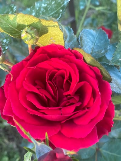 This is a close-up, eye-level, outdoor photograph of a vibrant red rose in full bloom. The rose is the primary subject, dominating the center and right side of the frame. Its petals are densely layered, creating a complex and intricate texture, with a deep, rich red hue. The lighting suggests it is daytime, with sunlight illuminating the petals, creating highlights and shadows that accentuate the flower's form.
Surrounding the rose, several green leaves are visible, some in sharp focus and others blurred in the background. To the left of the rose, a tightly closed rosebud is also in focus, nestled among the leaves. The leaves themselves appear textured and slightly weathered, with some showing a pale yellowing or browning along the edges. The background consists of a soft blur of green foliage, indicating a garden or natural setting.
The overall mood of the image is one of natural beauty and the quiet unfolding of life. The focus on the rose and bud suggests the theme of growth and flowering. There is no discernible text within the image. The context provided, Uhornyky, Ukraine, places this natural scene within that specific geographical location. The weather appears to be clear and sunny, ideal for the rose's bloom.