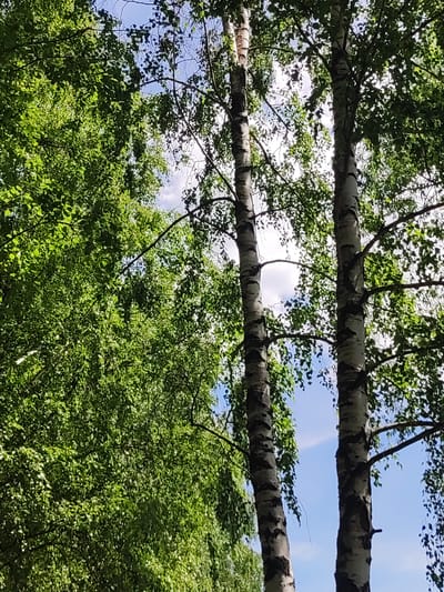 The image shows a view looking up through the canopy of trees in the village of Kvasouka, Belarus. Two prominent birch trees with their characteristic white and black bark are visible in the foreground, with their branches extending upwards and covered in green leaves. The dense foliage of other deciduous trees, also with green leaves, fills the left side of the frame, creating a lush, natural environment. Patches of blue sky with scattered white clouds are visible through the gaps in the leaves. The lighting suggests it is daytime, with sunlight filtering through the leaves and creating highlights. There are no people or animals visible in the image.
