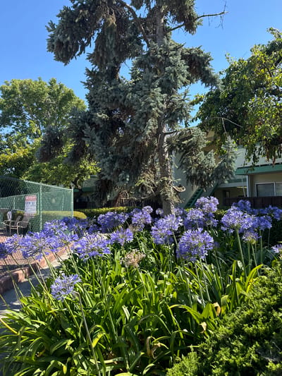 The image depicts a sunny outdoor scene featuring a cluster of vibrant purple Agapanthus flowers in the foreground, their blooms reaching towards the clear blue sky. Behind the flowers, a chain-link fence with a red and white sign is visible. Beyond the fence, there are chairs and a tree. Further back, a large evergreen tree with blue-green needles dominates the center of the frame, its branches reaching upwards and outwards. Behind the evergreen, a multi-story building with green trim and balconies is partially visible. The environment suggests a residential or communal living space, possibly an apartment complex. The location is identified as San Mateo, California, United States of America.