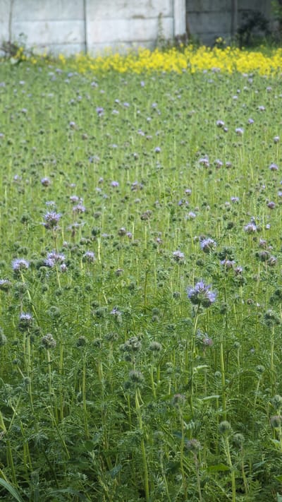 The image shows a field of green plants with scattered purple flowers. In the background, there is a concrete wall and a patch of yellow flowers. The scene appears to be a rural or natural area, possibly a meadow or agricultural field. The lighting suggests it is daytime. The image does not depict any people, actions, or interactions. The location is identified as Yarishnoe (Zinyakovskii S/S), Russia.
