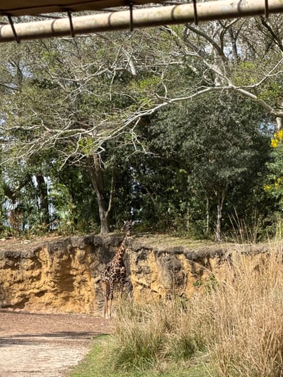 The image depicts a subadult reticulated giraffe (Giraffa camelopardalis reticulata) standing at the base of a simulated rock and earthen embankment within a safari park or zoological exhibit. The scene is located in Bay Lake, United States, likely within Disney's Animal Kingdom. The giraffe, characterized by its distinctive brown and cream polygonal patch pattern, faces slightly right, with its head and upper neck extending above the elevated terrain. Its lower body is partially obscured by the embankment and tall, dry, light brown grasses in the immediate foreground, which occupy the lower right quadrant. To the lower left, a bare, light brown dirt or sand path is visible. The embankment itself is composed of stratified, yellowish-brown earth, exhibiting signs of erosion and forming a natural barrier. Above the embankment and behind the giraffe, a dense tropical or subtropical forest ecosystem is present, featuring a mix of deciduous trees with light-colored, bare branches and various evergreen trees with dark green and lighter green foliage, along with palm-like plants. A small section of clear blue sky is visible through the tree canopy. A horizontal metal bar or railing with evenly spaced loops is visible at the very top of the frame, suggesting the image was captured from within a vehicle or observation structure.