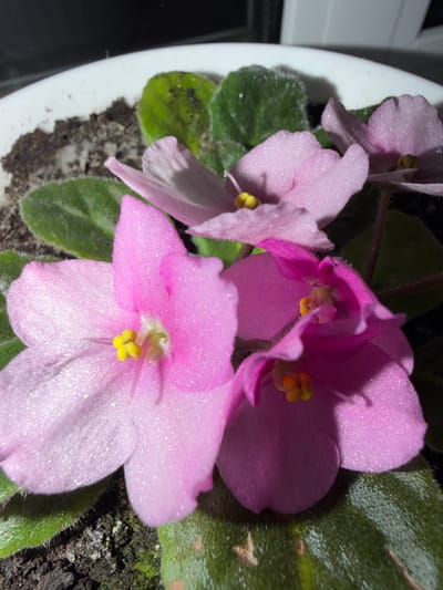 This is a close-up, overhead, indoor shot of a potted African violet plant in the city of Шемордан, Russia. The plant has several pink and magenta flowers with yellow centers, and fuzzy green leaves. The pot is white and appears to be ceramic. The soil is dark brown and appears slightly moist. The lighting is artificial, casting shadows on the leaves and flowers.